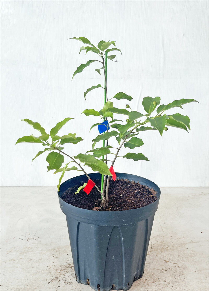 楽天市場】雄 ソヨゴの通販