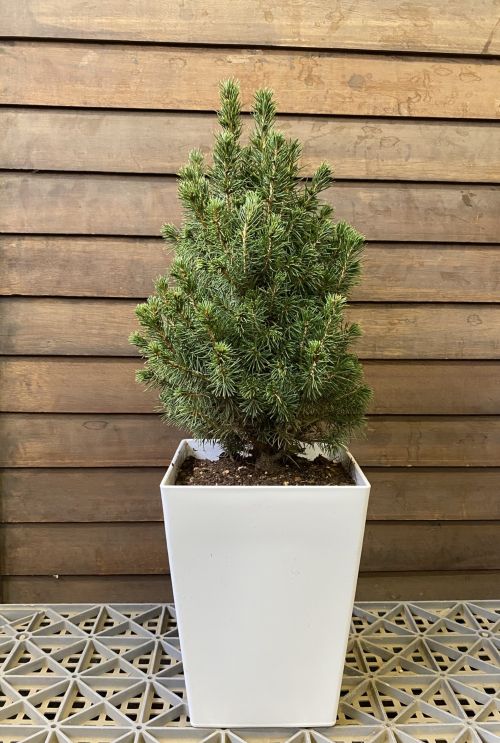 楽天市場】もみの木 トウヒ（植木｜ガーデニング・農業）：花