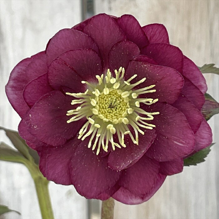 楽天市場】広瀬園芸 クリスマスローズの通販