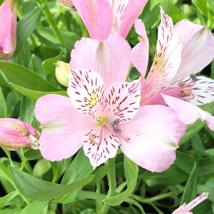 楽天市場】アルストロメリア 苗（苗物｜ガーデニング・農業）：花