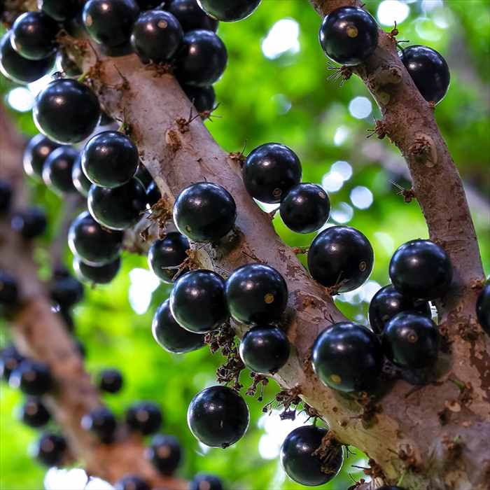 楽天市場】ジャボチカバの通販