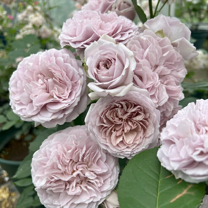 楽天市場】ルクソール 新苗 バラの通販