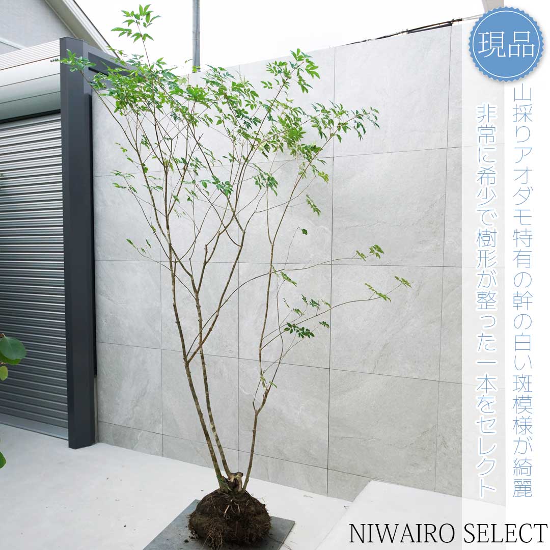 84 山採り アオダモ 山採り天然 アオダモ 5本株立ち 84