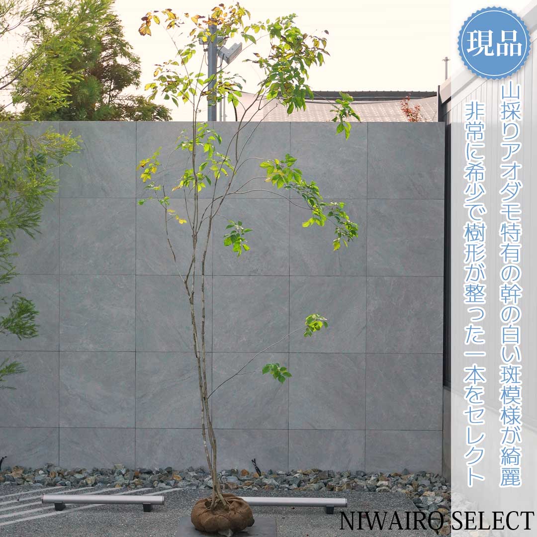 楽天市場】山採り アオダモの通販