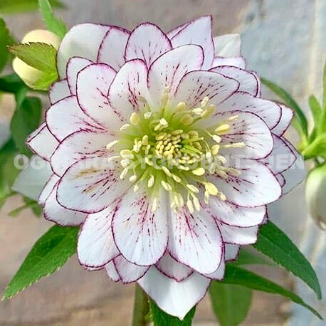 原種 クリスマスローズ 苗 クリロー 希少 クリスマスローズ 原種