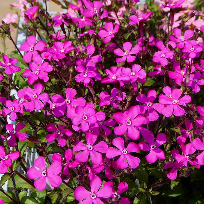 楽天市場】ピンクパンサー（花・ガーデン・DIY）の通販