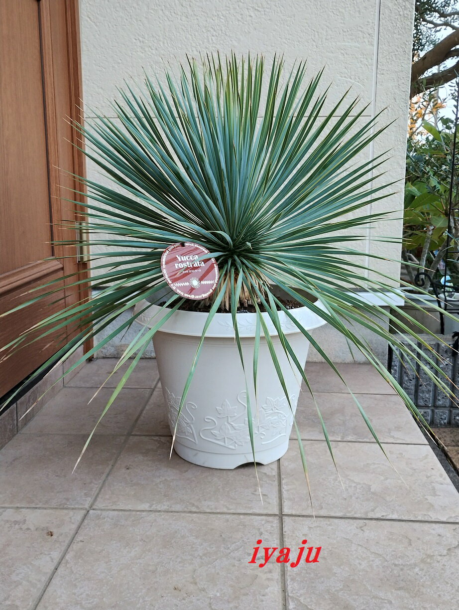 AL-F1139】ユッカ ロストラータ 超美形 高次元ダブル シルバー個体