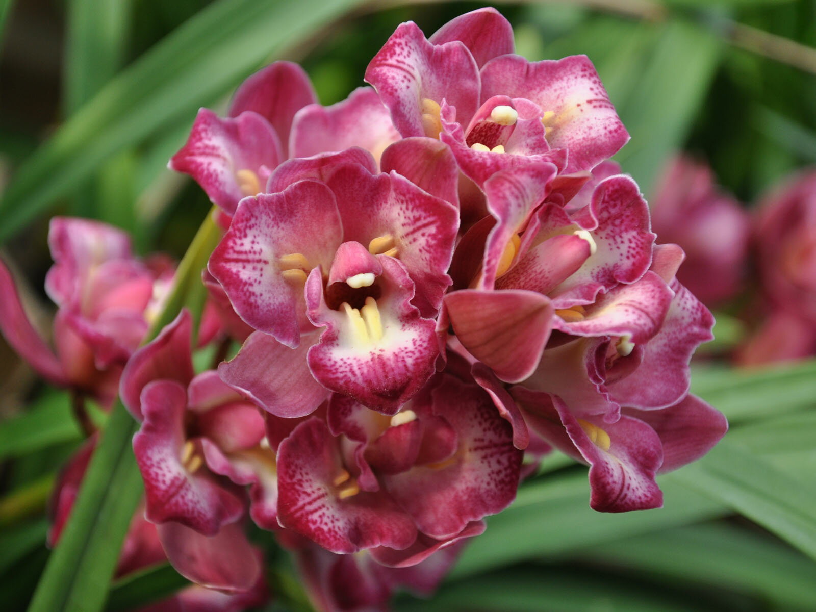 楽天市場】石田蘭園の通販