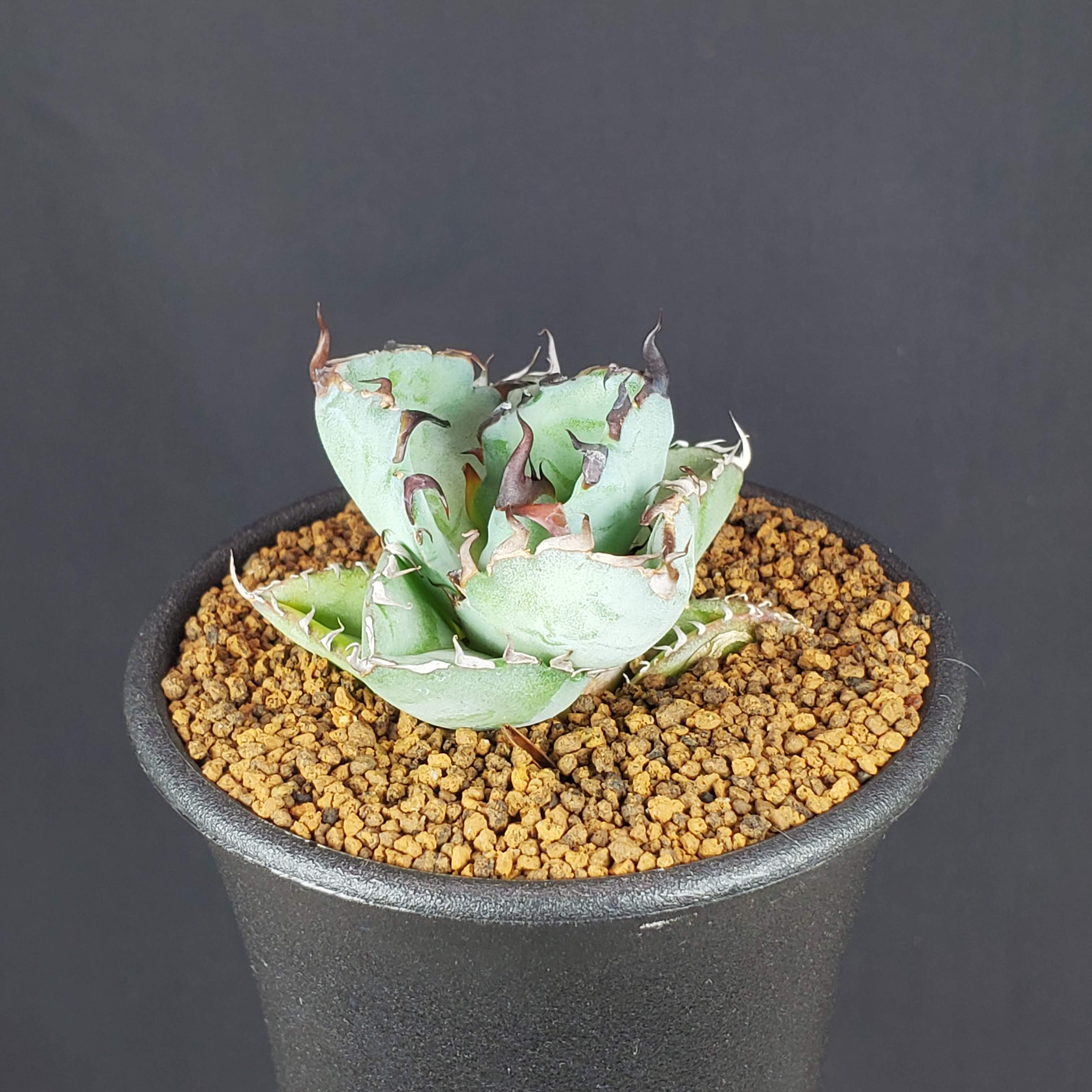 楽天市場】アガベ チタノタの通販