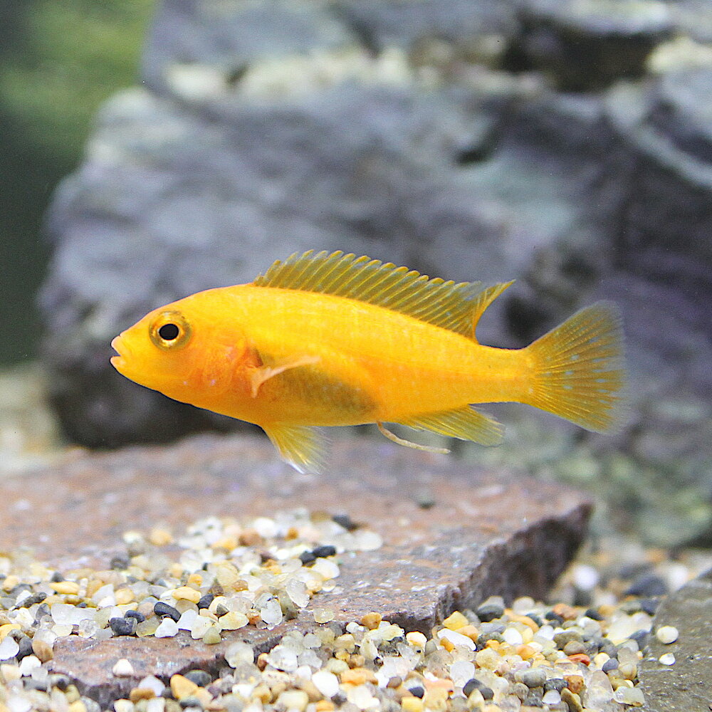 アフリカンシクリッドの飼い方や代表39種類！混泳や繁殖のコツは