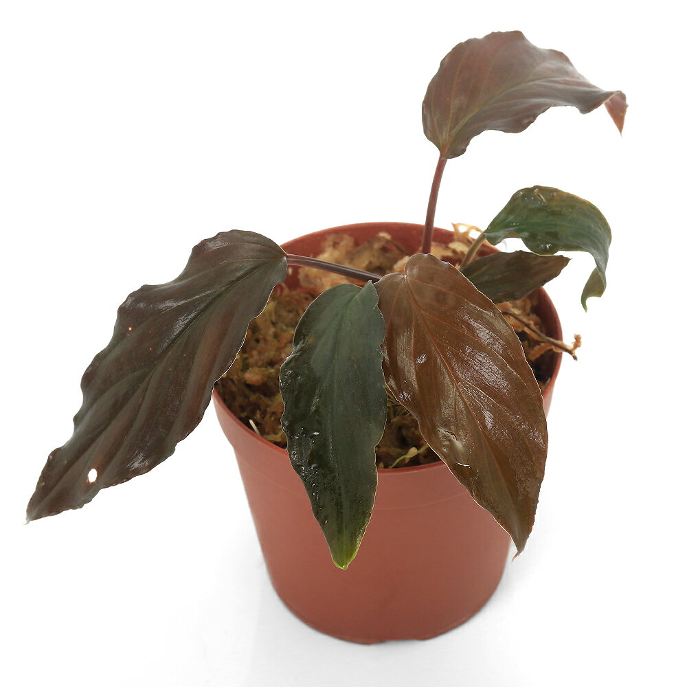 楽天市場】ホマロメナの通販