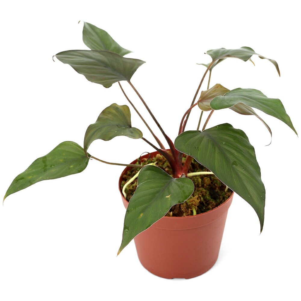 楽天市場】ホマロメナsp.の通販