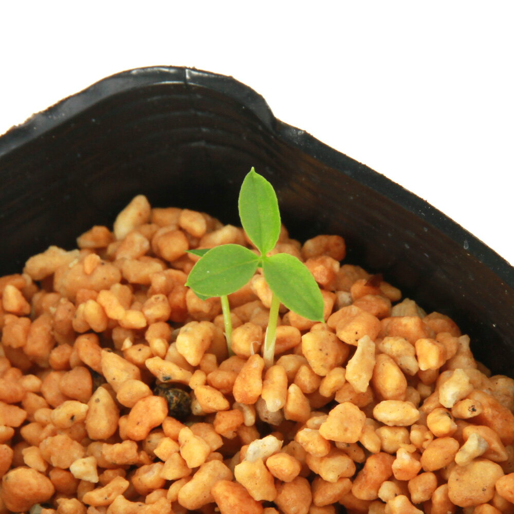 楽天市場】テンナンショウの通販