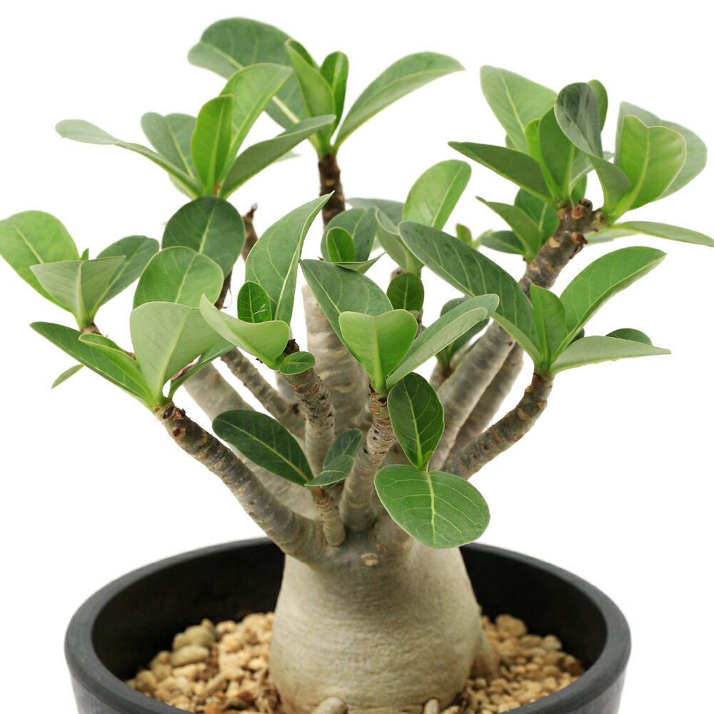 楽天市場】アデニウム 種（観葉植物｜花・観葉植物）：花・ガーデン