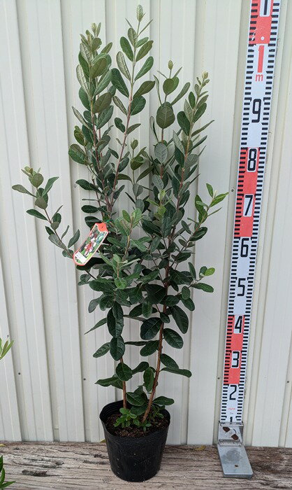 楽天市場】フェイジョア 鉢植えの通販