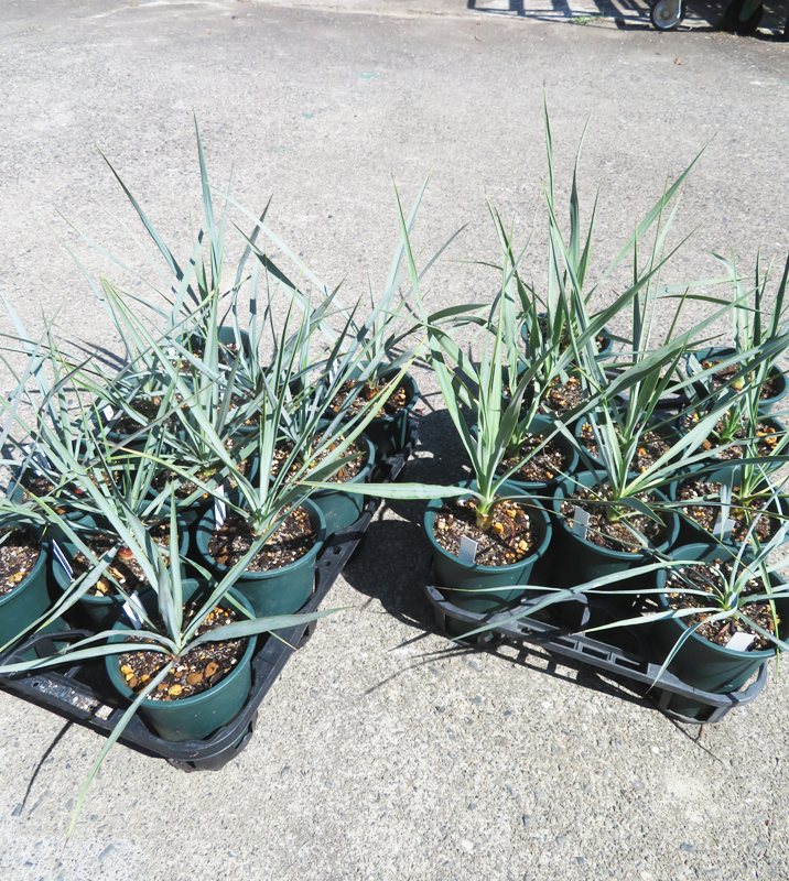 楽天市場】ユッカ リギダの通販