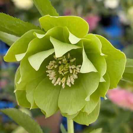 楽天市場】クリスマスローズ グリーンゴールドの通販