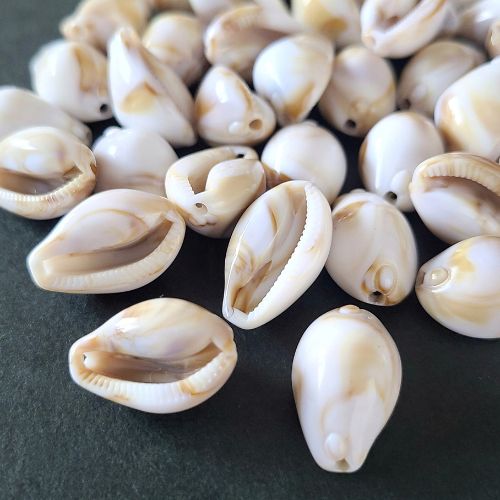 楽天市場】タカラガイ 貝殻の通販