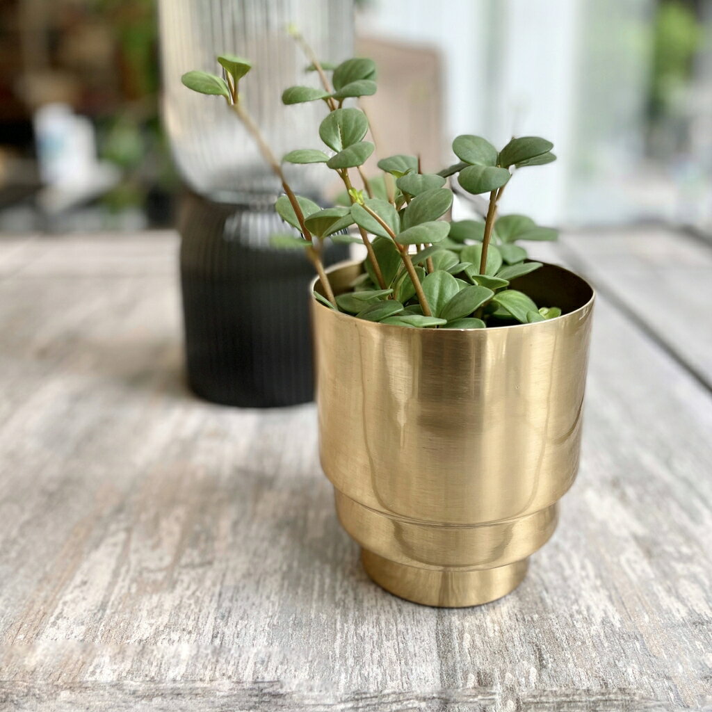 楽天市場】ゴールド（植木鉢・プランター｜ガーデニング・農業）：花