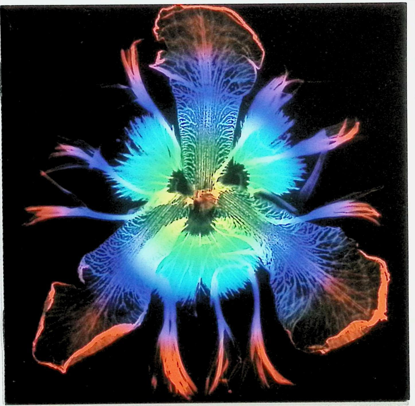 楽天市場】pierrot dictators circus（CD・DVD）の通販