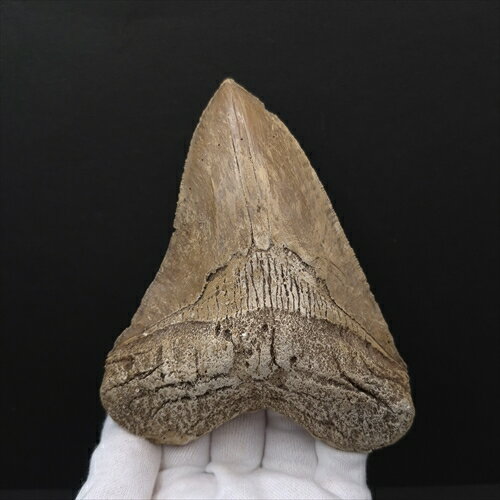 楽天市場】化石 レプリカの通販