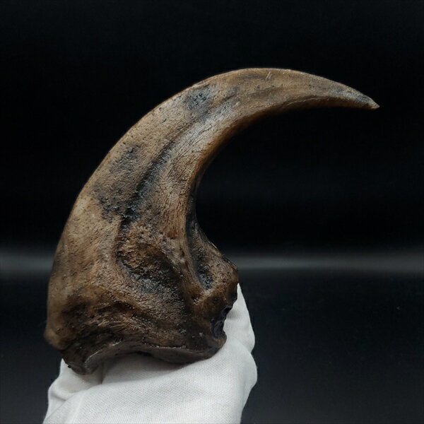 ラプトルの爪 化石 megalodonさん専用 楽天市場】ヴェロキラプトル 爪