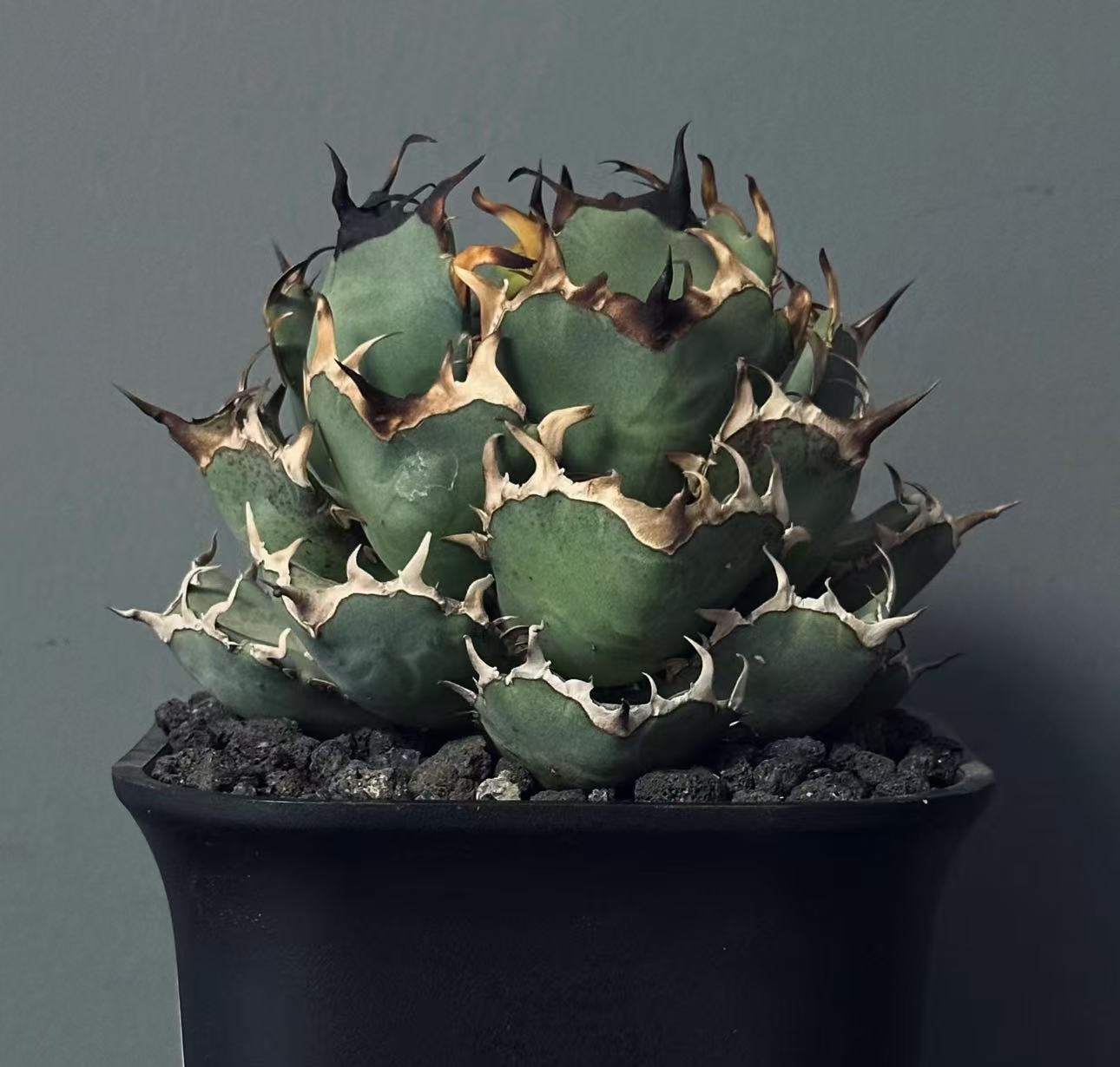 楽天市場】アガベ チタノタ ブルーの通販