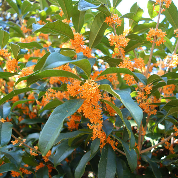 楽天市場】キンモクセイ(金木犀) 1mの通販