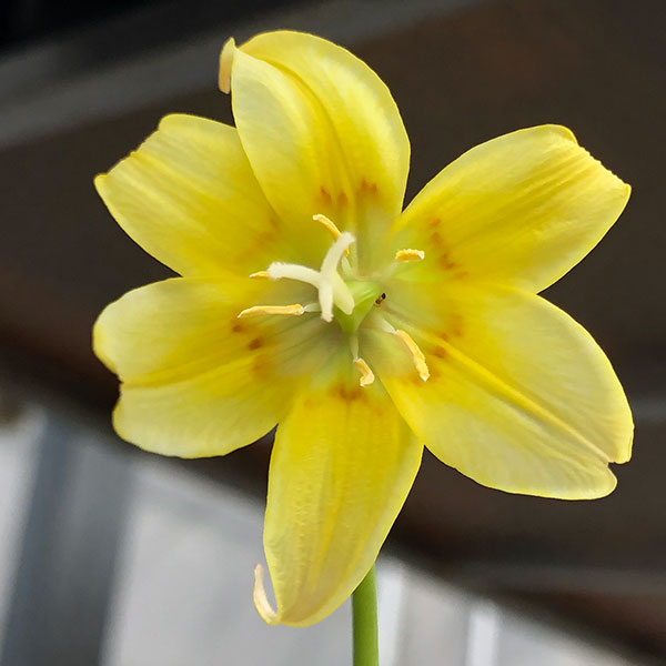 59山野草 カタクリソウ白花系1球 - メルカリ (*)様 59山野草 カタクリ