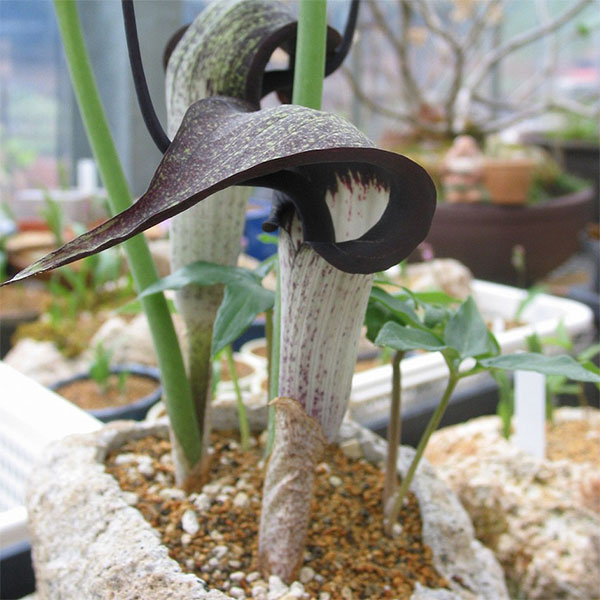 楽天市場】テンナンショウ属の通販