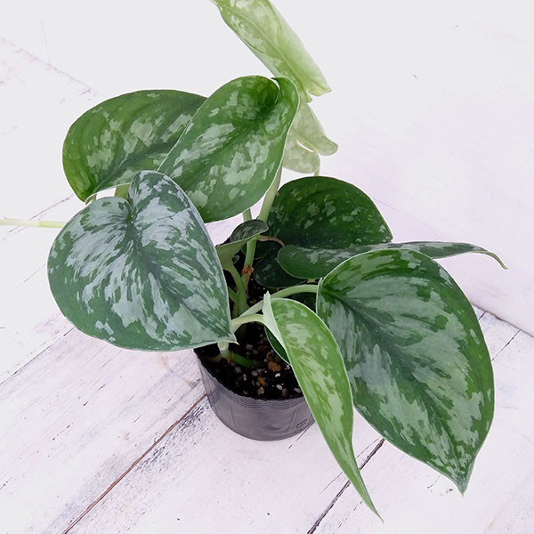 楽天市場】スキンダプサスの通販