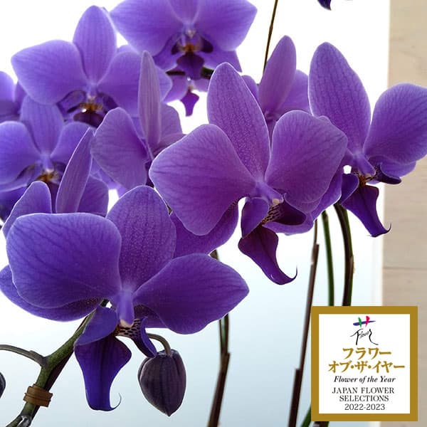 楽天市場】胡蝶蘭 ブルージーンの通販
