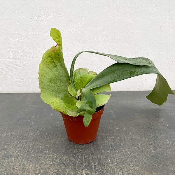 楽天市場】ビカクシダ ウィリンキーの通販