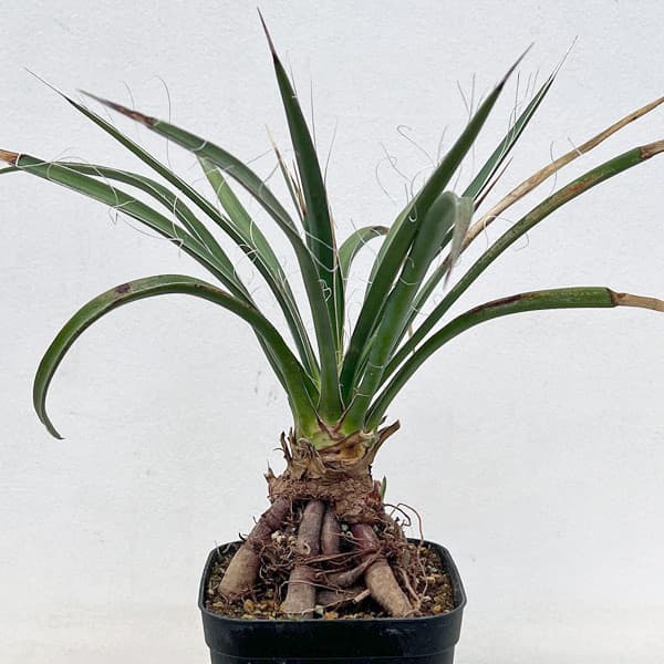 楽天市場】フィリフェラ ユッカの通販