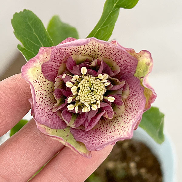 楽天市場】大木ナーセリー クリスマスローズの通販