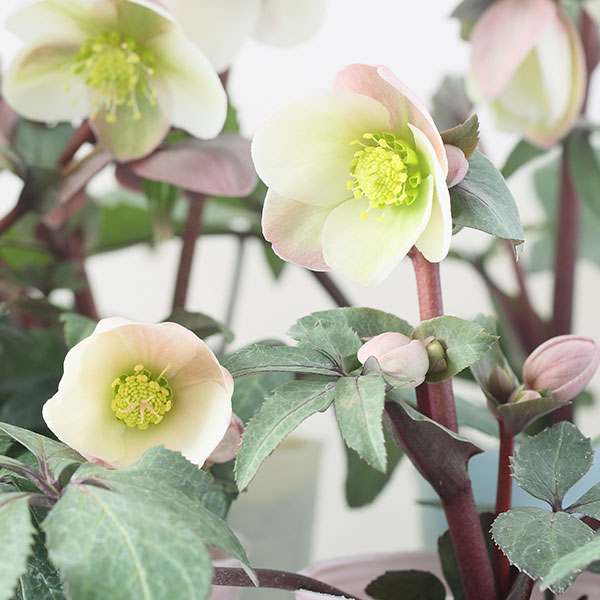 楽天市場】大木ナーセリー クリスマスローズの通販