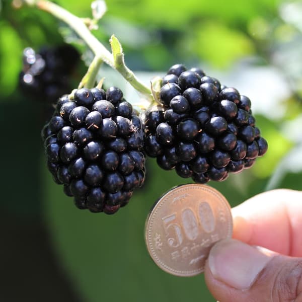 楽天市場】果樹 ブラックベリーの通販