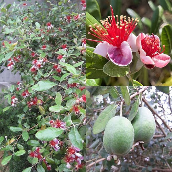 楽天市場】フェイジョア（ガーデニング・農業｜花・ガーデン・DIY）の通販