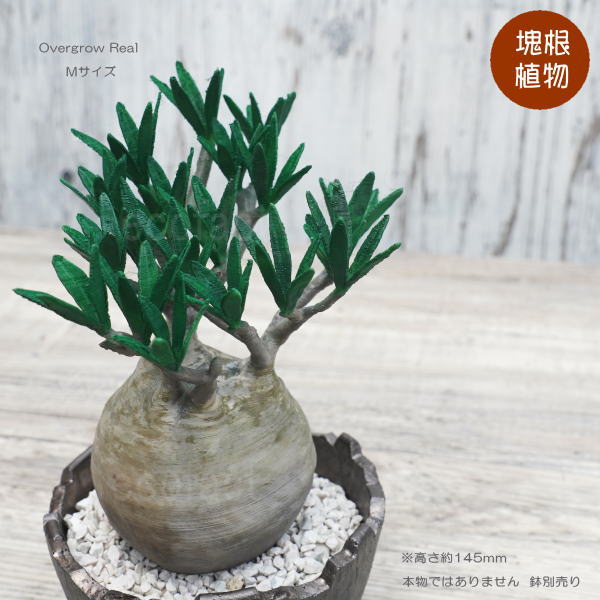 楽天市場】グラキリス（サイズ（植木鉢）4 ～ 6号）の通販