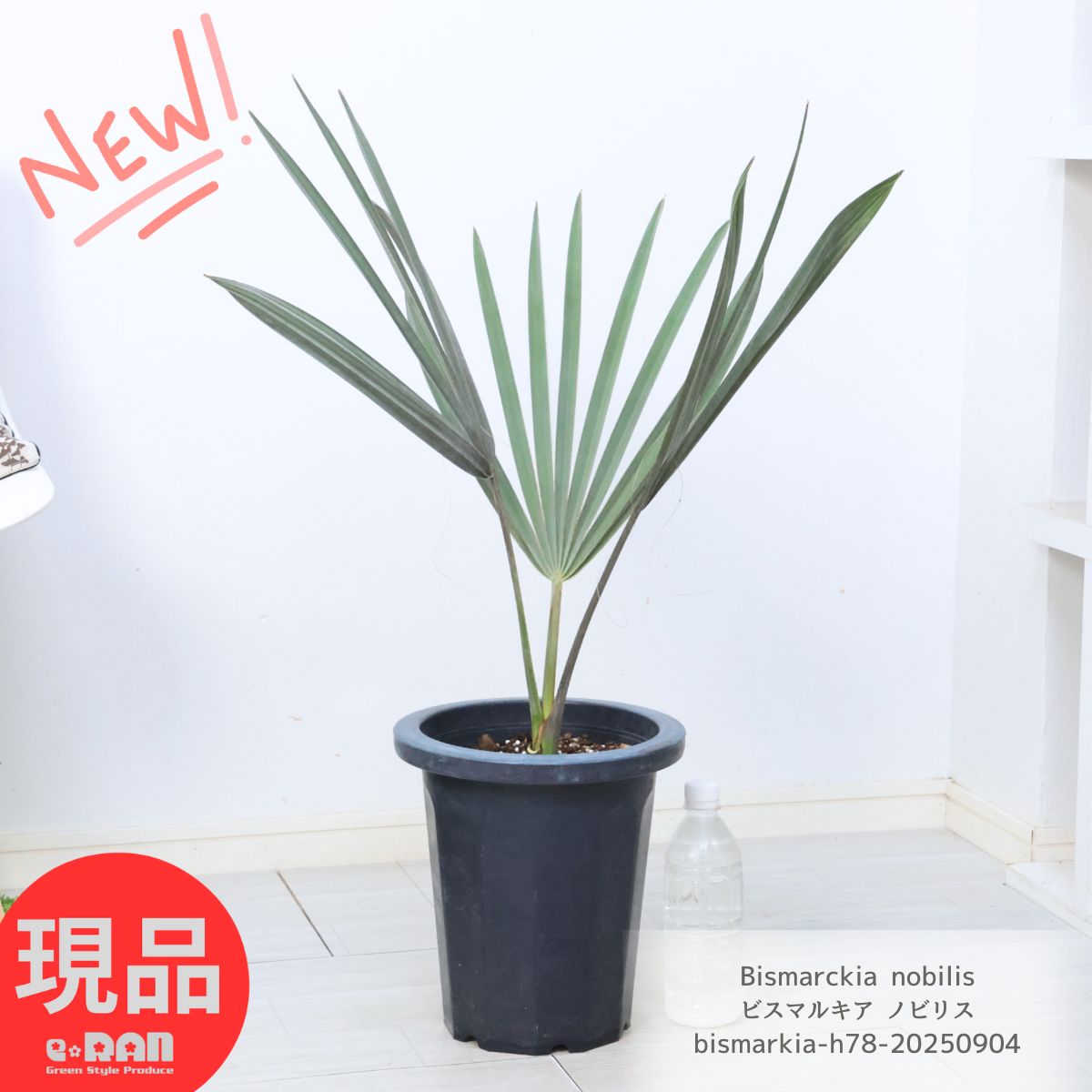 楽天市場】植物 シルバーリーフ（種類（植物）ヤシ）の通販