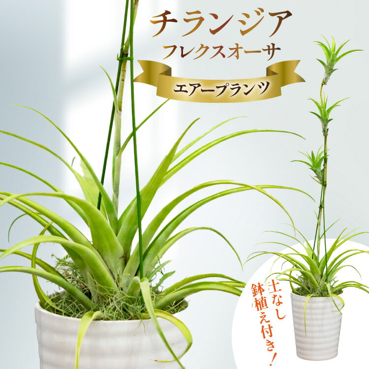 楽天市場】エアープランツ フレクスオーサの通販
