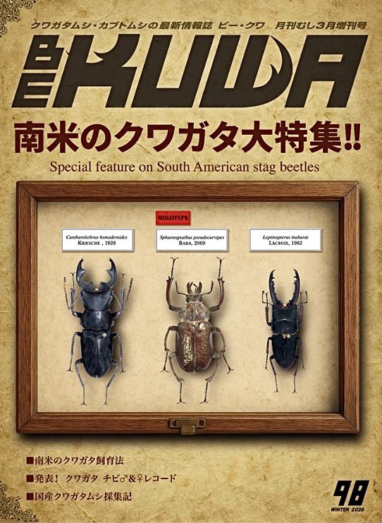 楽天市場】ビークワ 94の通販