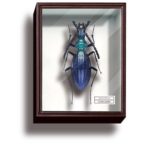 楽天市場】ドイツ箱 ミニの通販