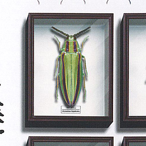 楽天市場】ドイツ箱 ミニの通販