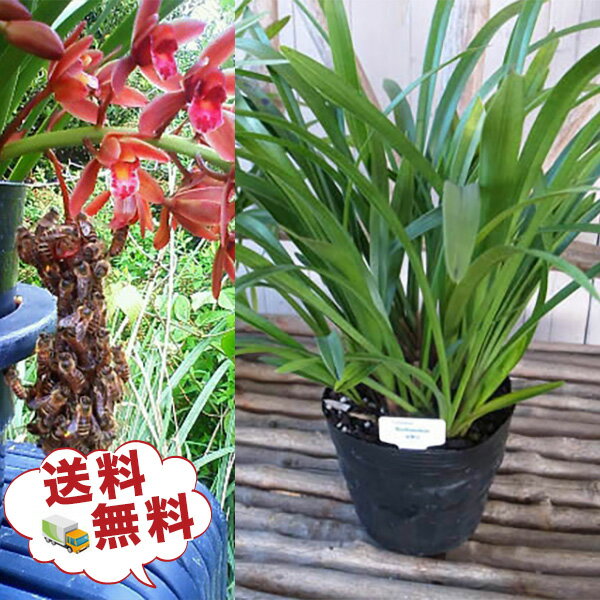 楽天市場】キンリョウヘン ミツバチの通販