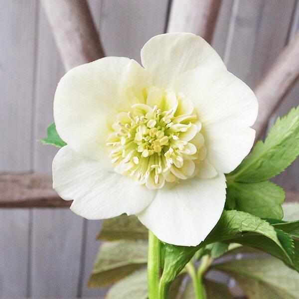 楽天市場】クリスマスローズ セミダブル 開花株の通販