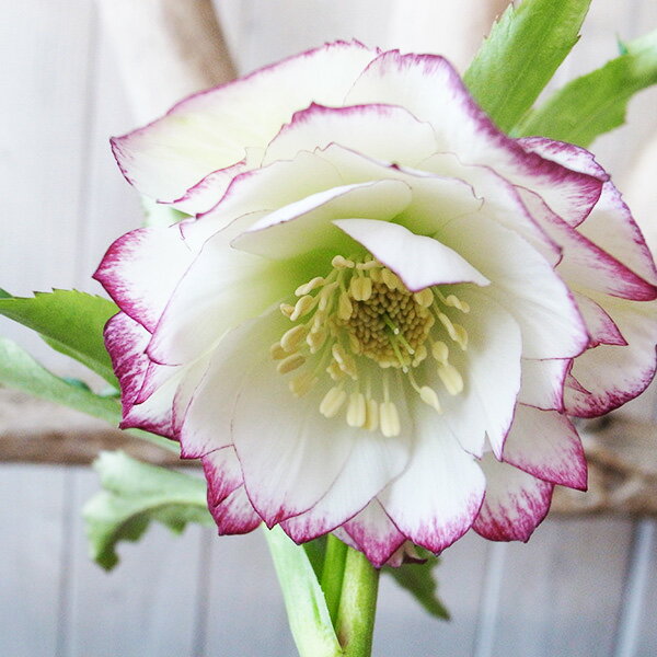 楽天市場】クリスマスローズ リップの通販