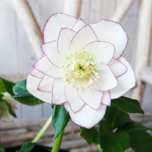 楽天市場】クリスマスローズ（サイズ（植木鉢）4 ～ 6号）の通販