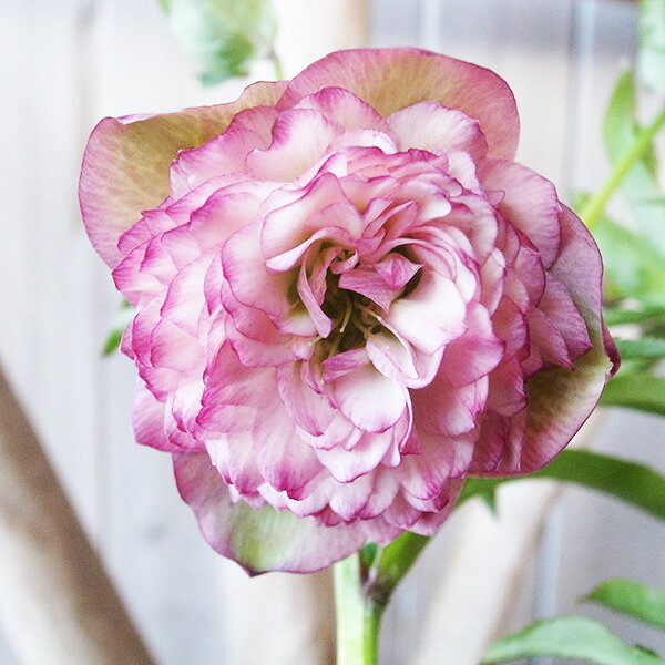 楽天市場】クリスマスローズ 大株（サイズ（植木鉢）4 ～ 6号）の通販