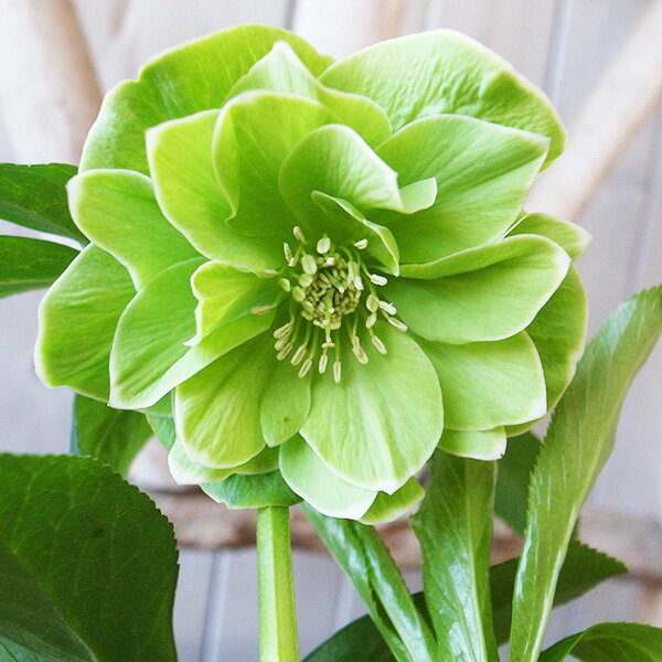 楽天市場】クリスマスローズ（サイズ（植木鉢）4 ～ 6号）の通販